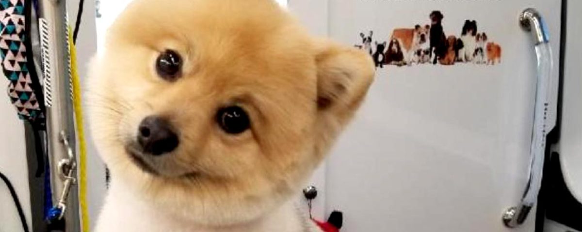 Furry Land Pomeranian - Dog Grooming