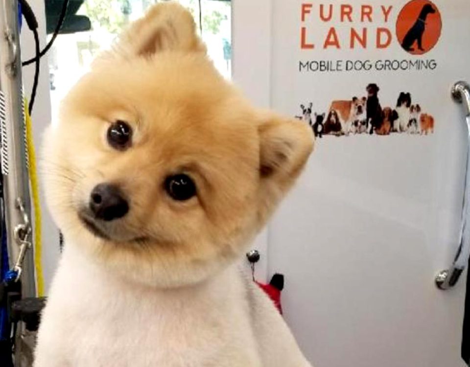 Furry Land Pomeranian - Dog Grooming