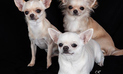 Mobile Dog Grooming Vegas - Chihuahuas