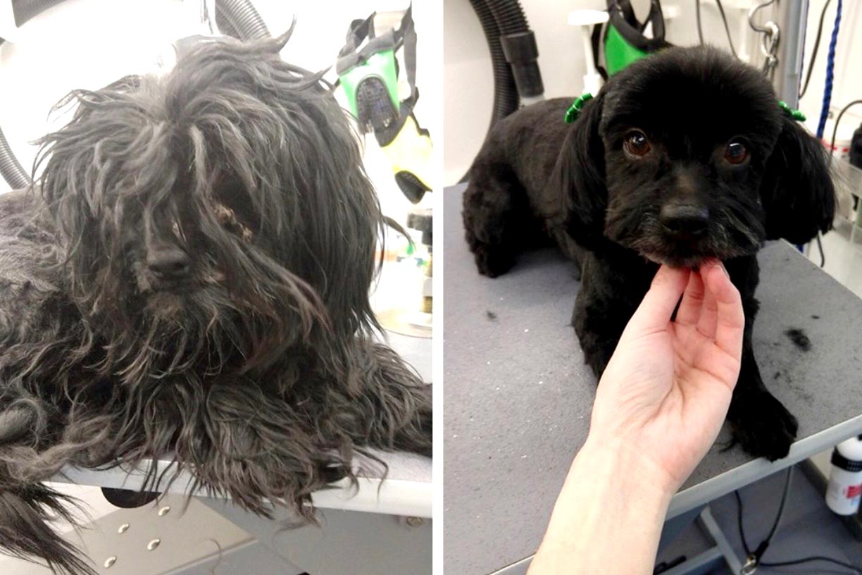 Before and After Furry Land Mobile GroomIng Las Vegas