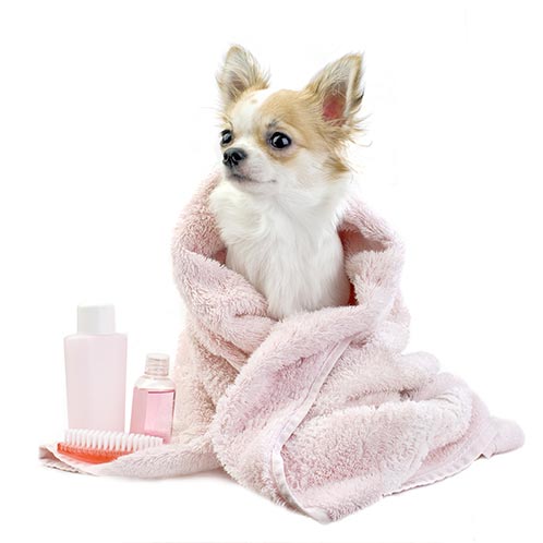 pink-dog-in-towel