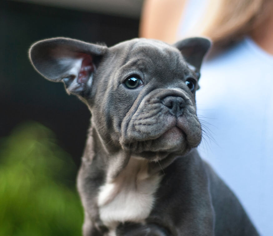 young gray puppy