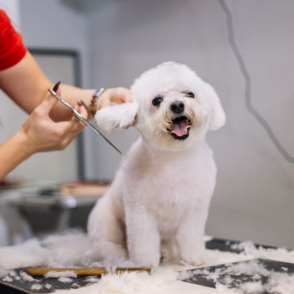 Small white dog being groomed