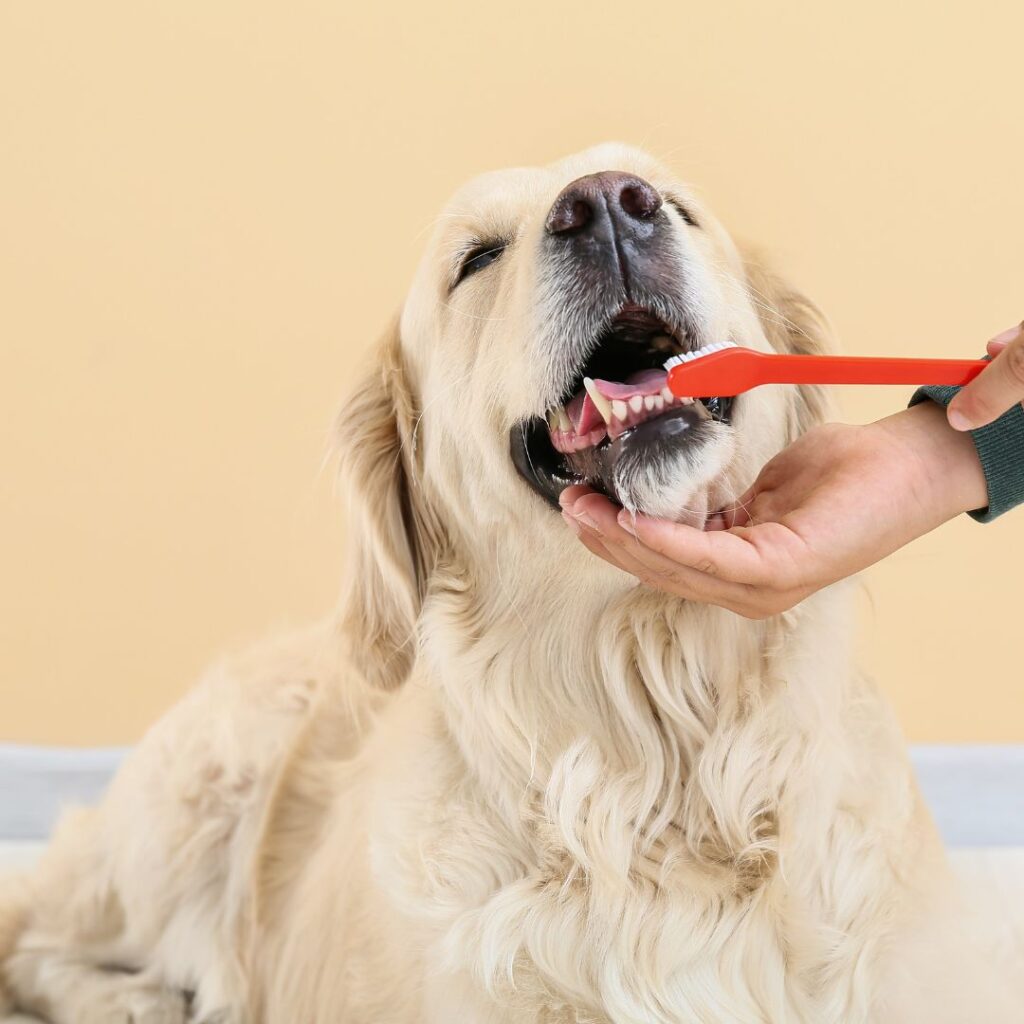 Golden retriever getting his teeth brushed