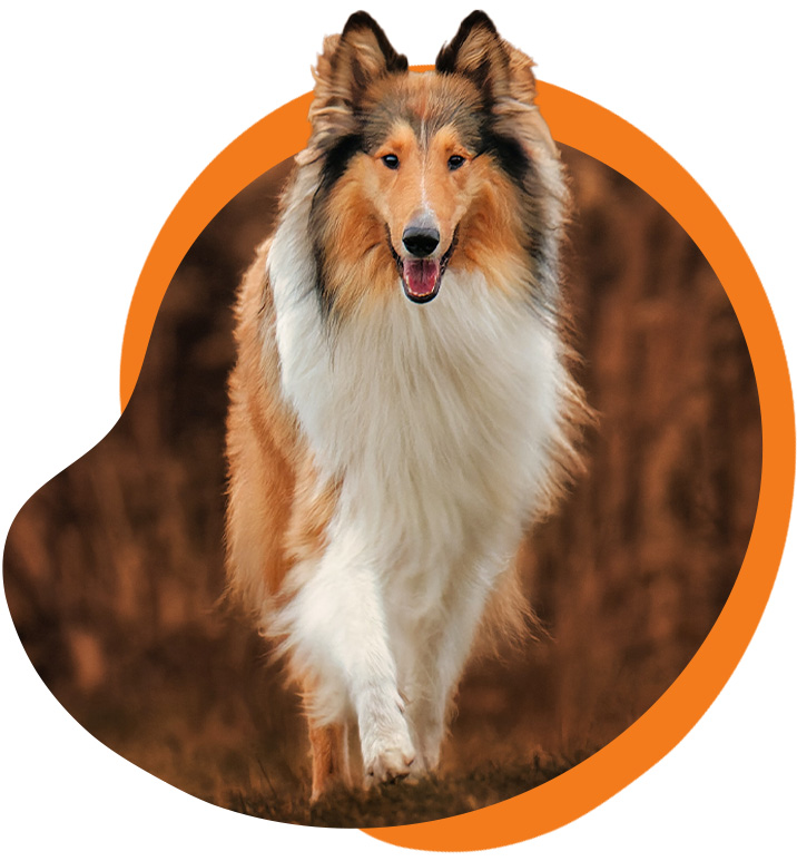 Rough collie walking with happy expression