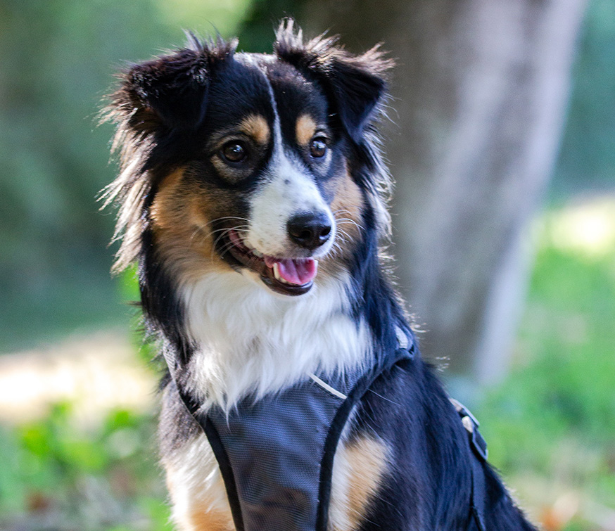 Australian shepherd dog wearing a harness