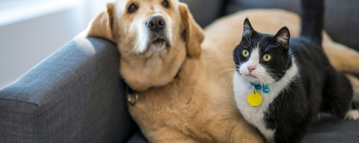 Happy Dog and Cat Together