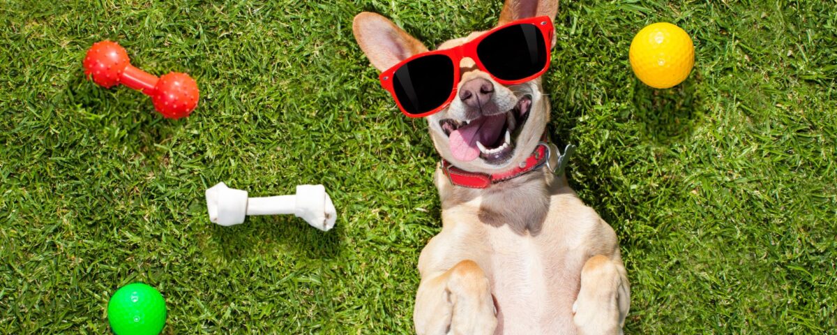 a dog in sun glasses laying in the grass
