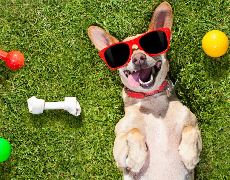 a dog in sun glasses laying in the grass