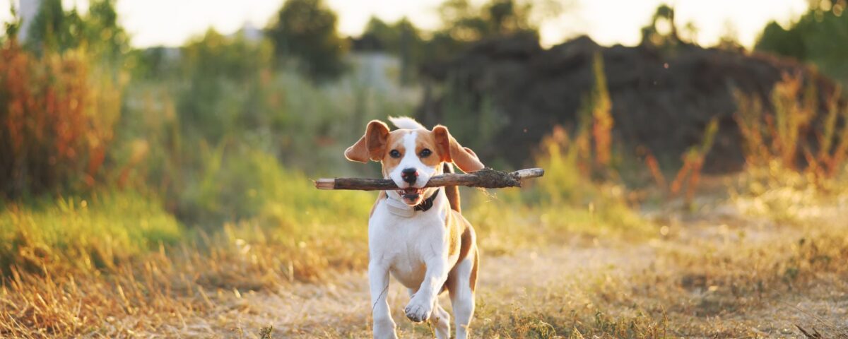 a beagle carrying a stick in a field