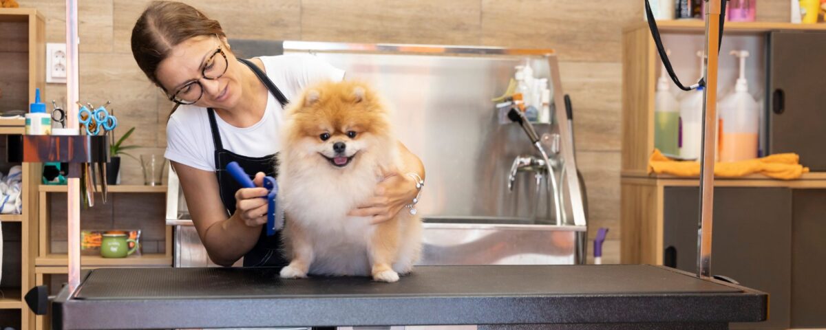 a woman grooming a small fluffy dog
