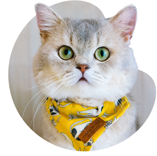 a fluffy cat wearing a bandana