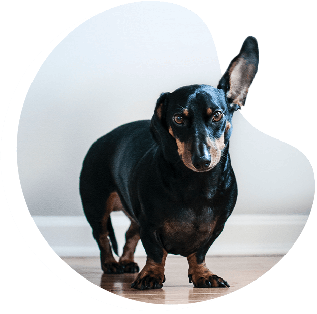 a dachshund with it's ear up