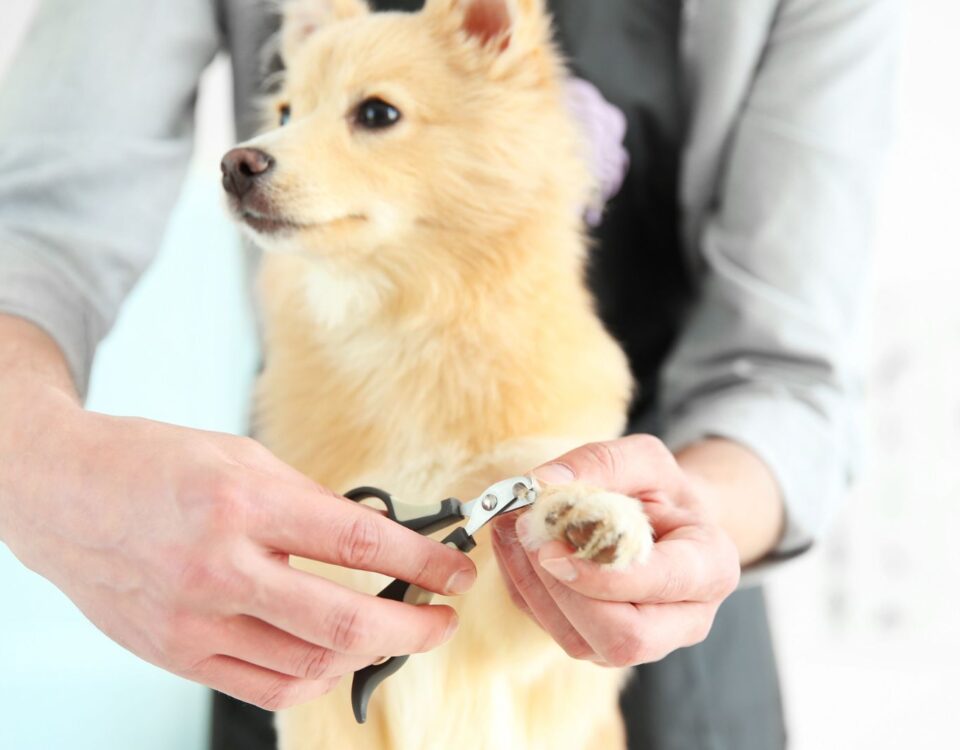 Groomer clipping a dog's nails