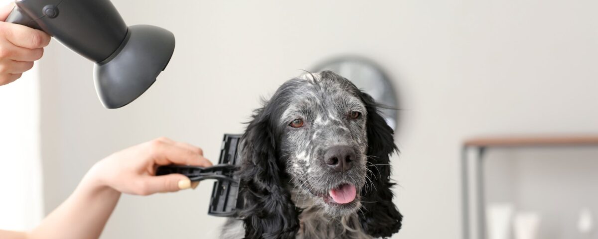 Groomer blow drying a dog