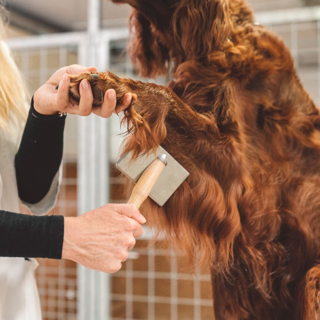 Groomer brushing a dog