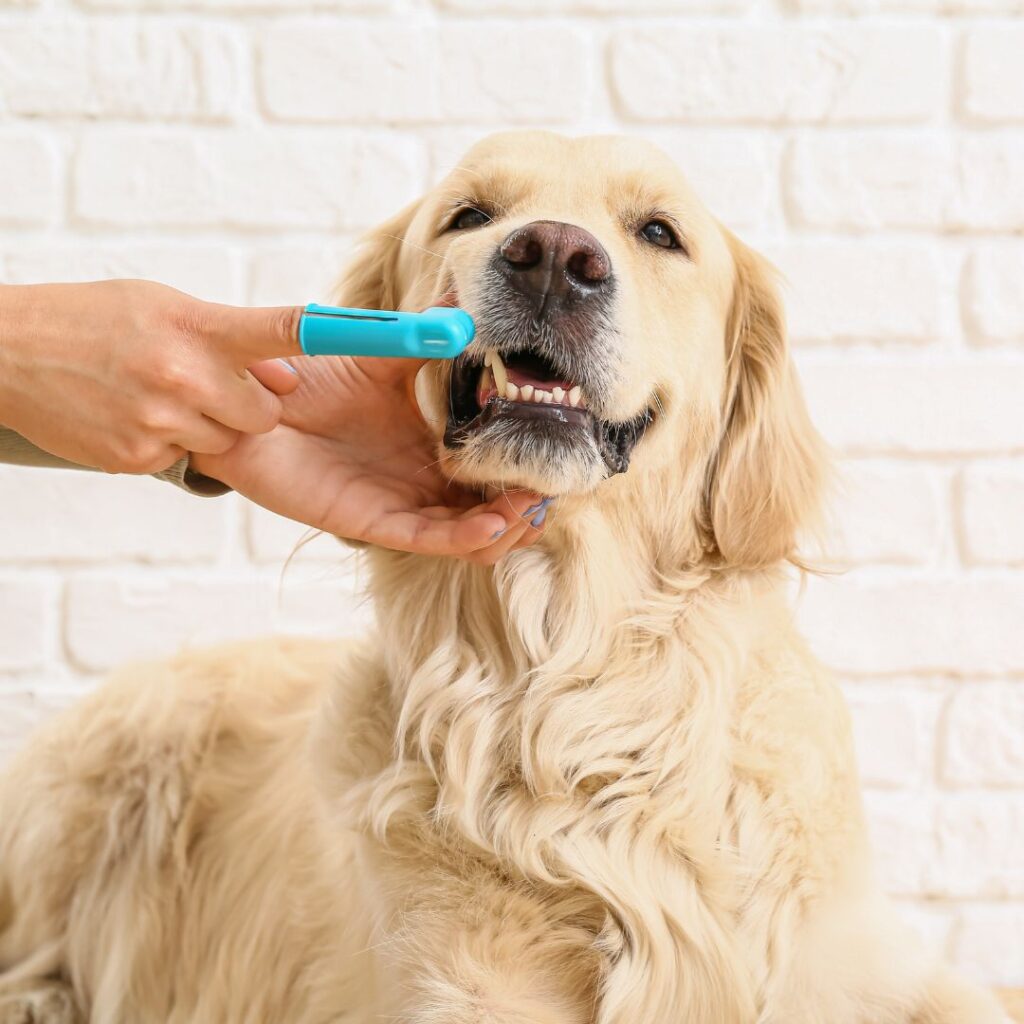 Groomer brushing a dog's teeth