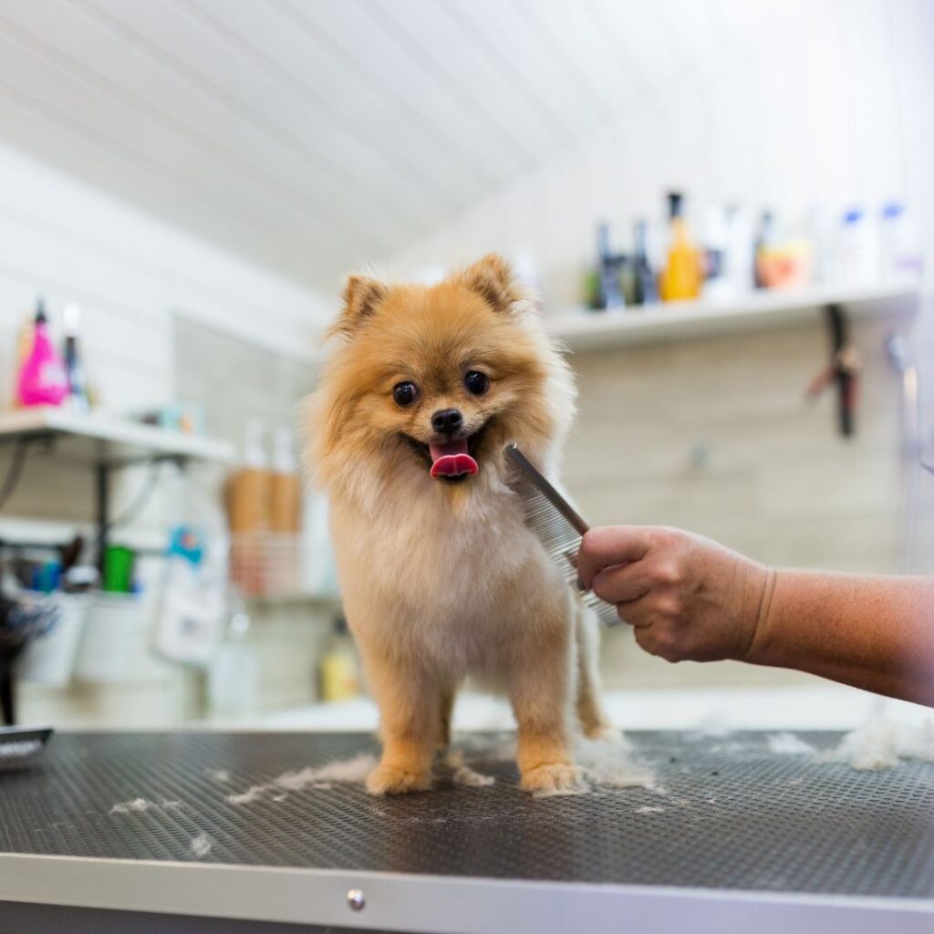 Groomer clipping a dog's nails