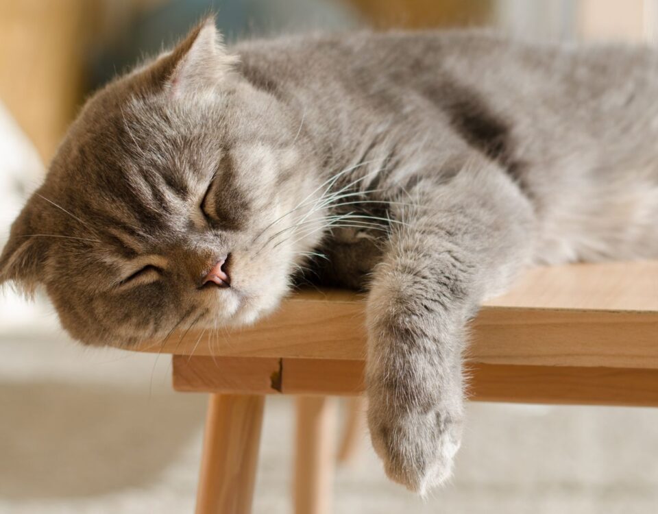 Grey cat sleeping on a table