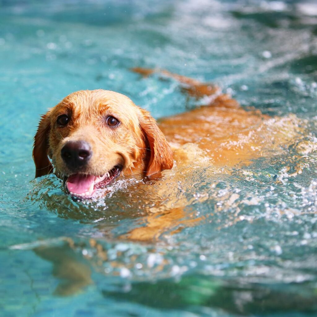 a dog paddling in a pool