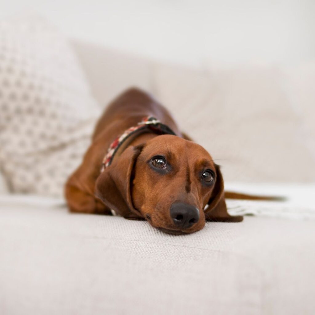 a dachshund laying on a couch
