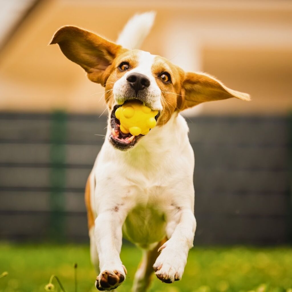 a beagle carrying a ball in a backyard