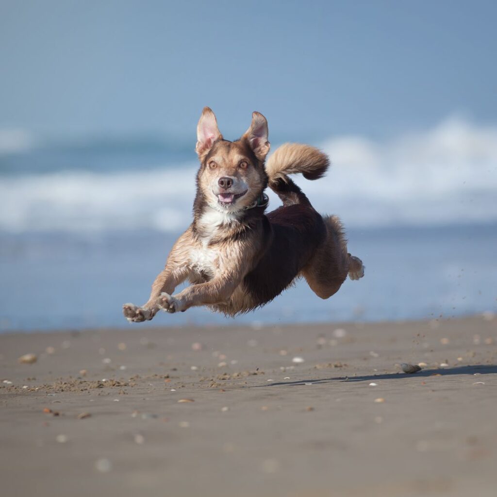 a toy dog running on the beach