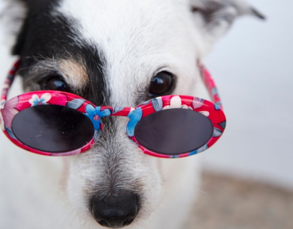a dog in sunglasses