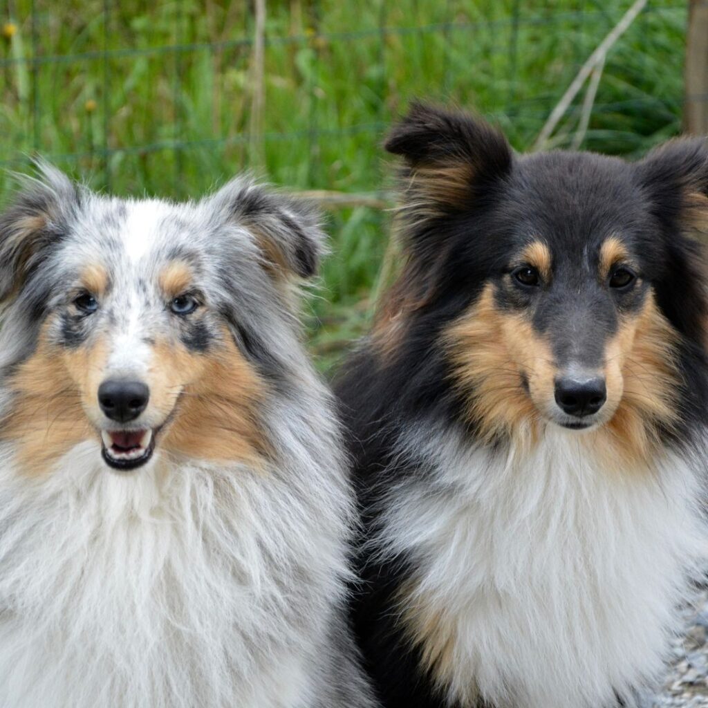 two Shelties sitting together