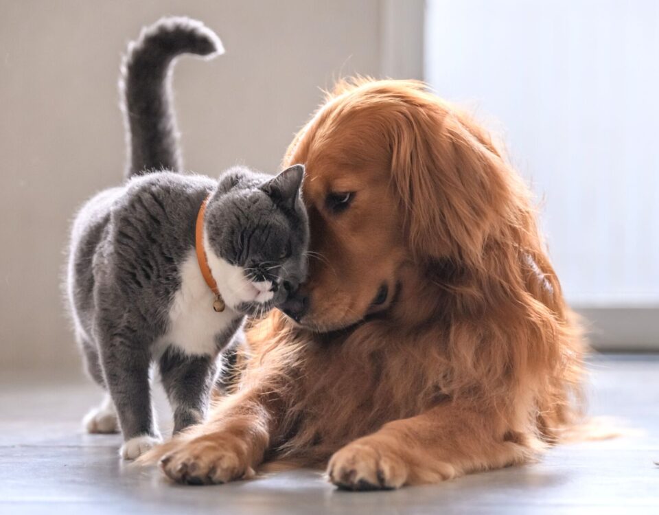 Cat and dog snuggling