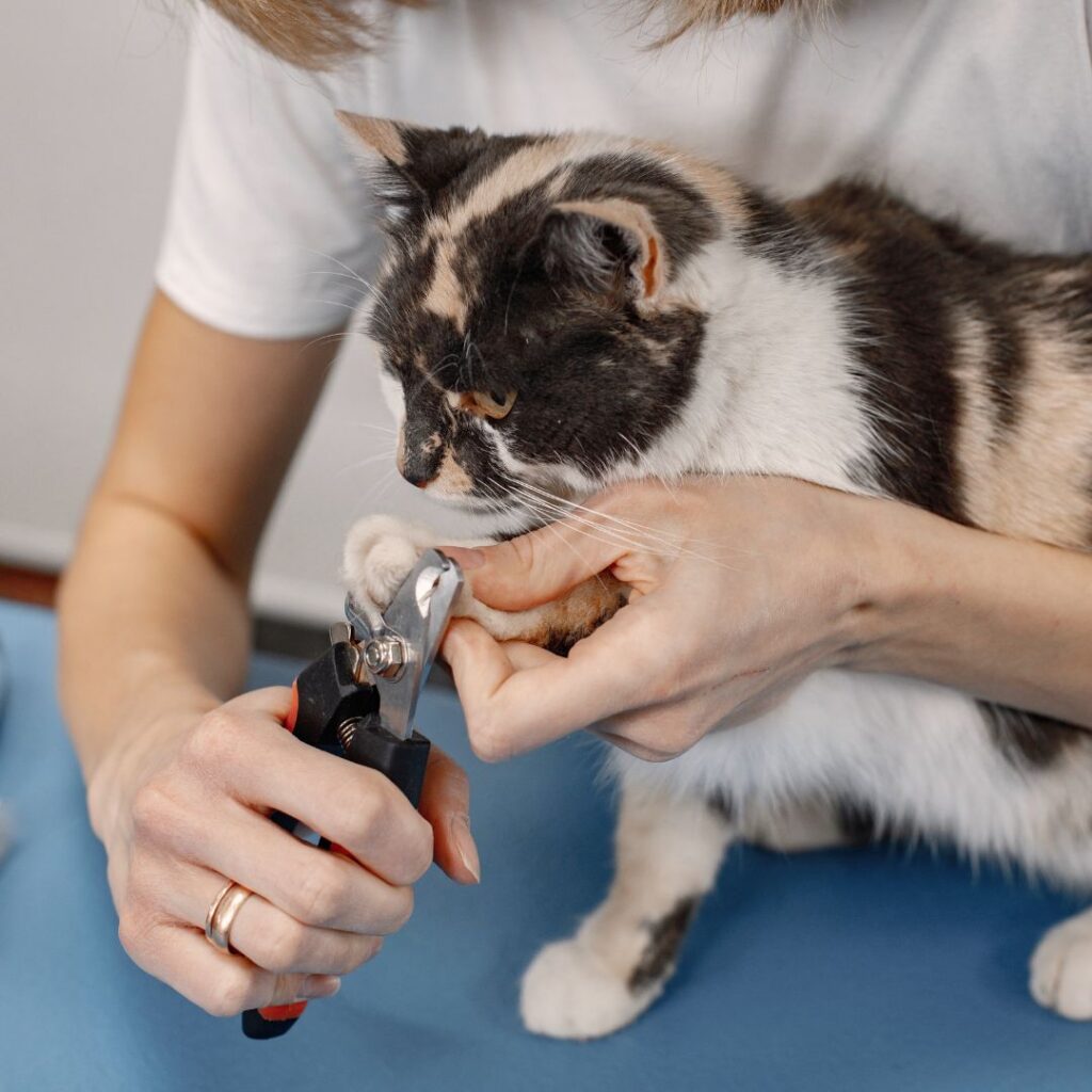 Cat getting its nails trimmed