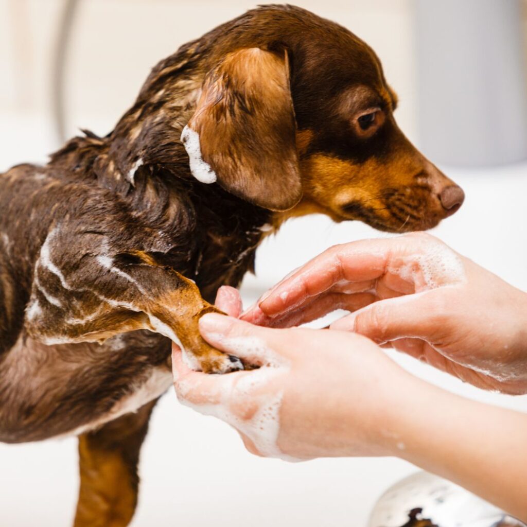 Dog getting its paw washed