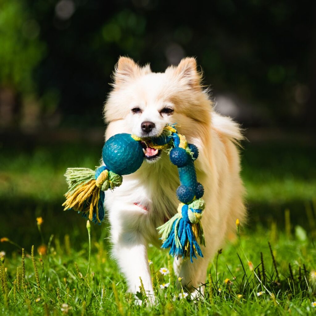 Dog with a toy in its mouth walking through grass