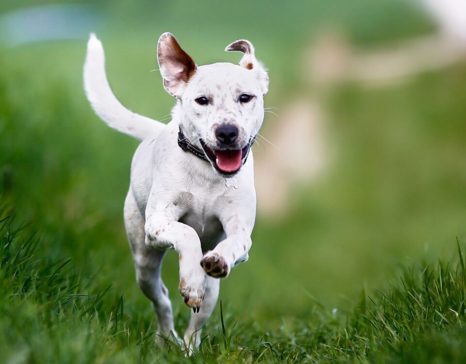 Dog in midair running through grass