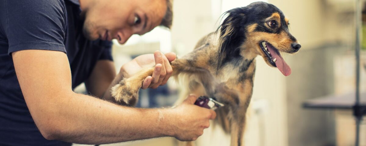 dog getting claws trimmed