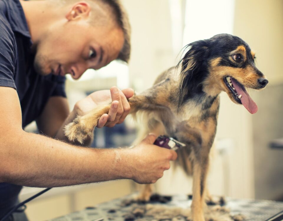 dog getting claws trimmed