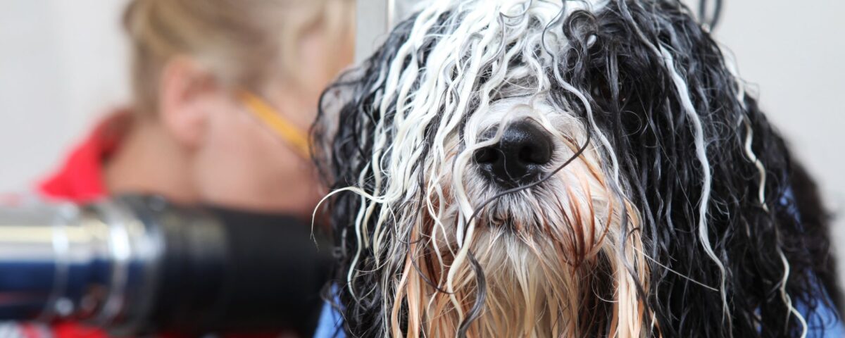 long haired dog with wet fur