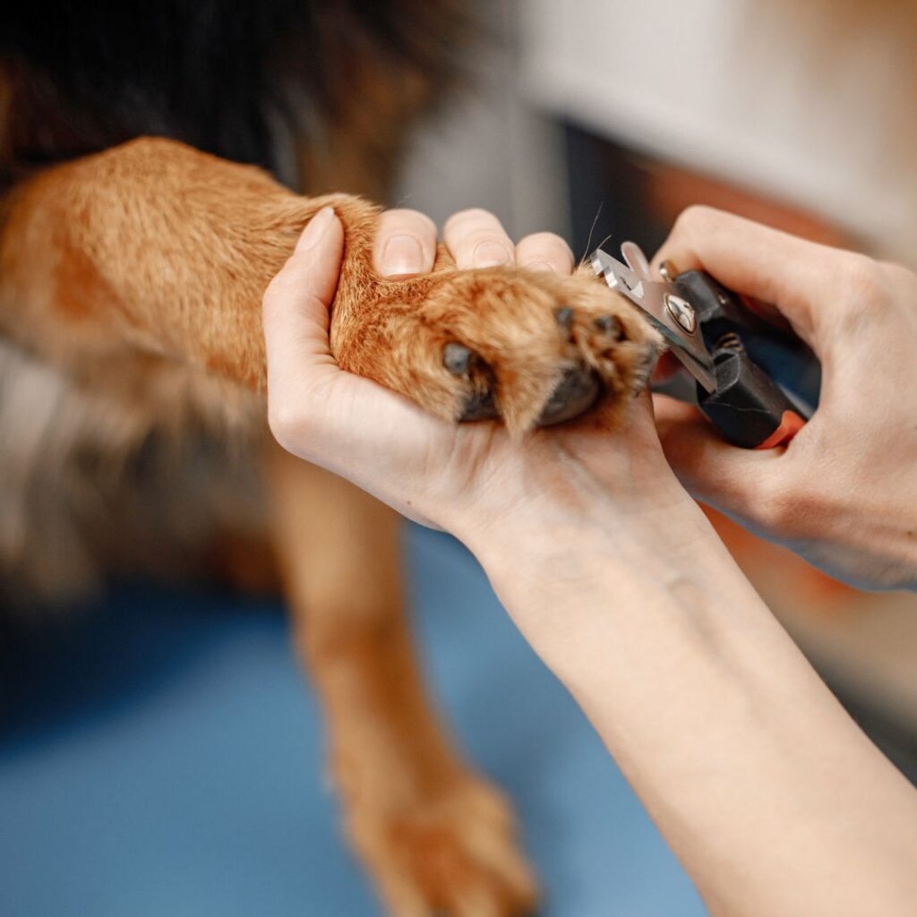 close up of dog getting claws trimmed
