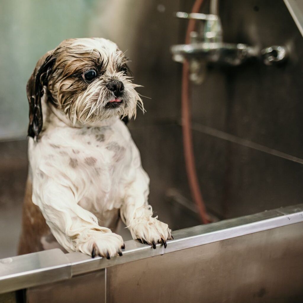 small wet dog standing in tub