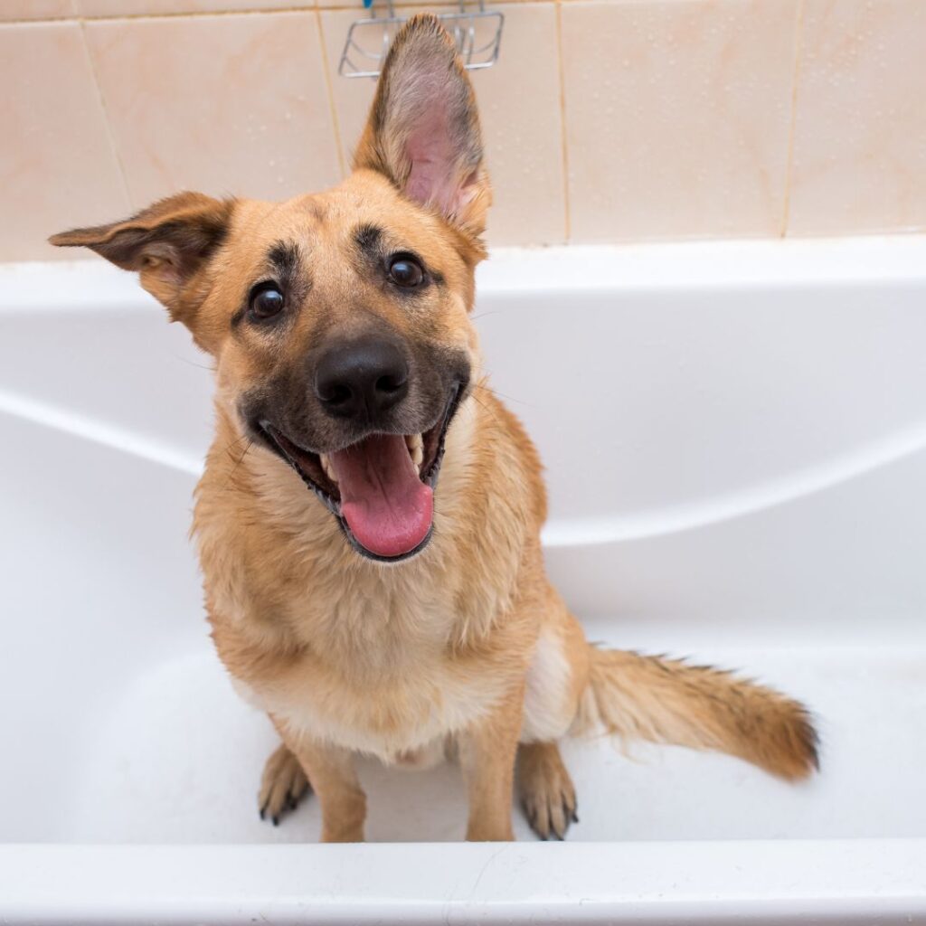 smiling dog in tub
