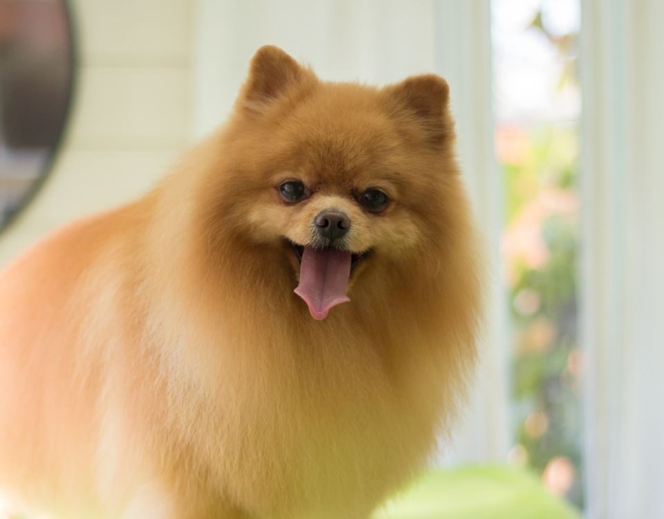 a fluffy Pomeranian standing on a grooming table
