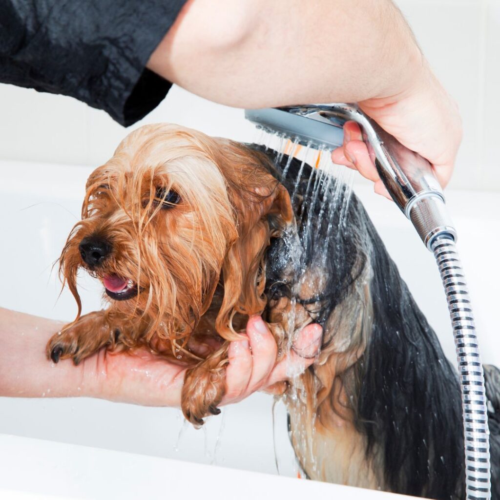 small dog getting bath