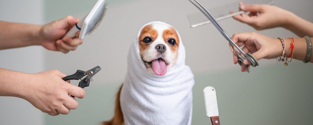 dog wrapped in towel ready to be groomed