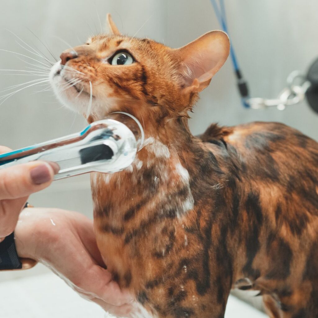 cat in bath getting washed