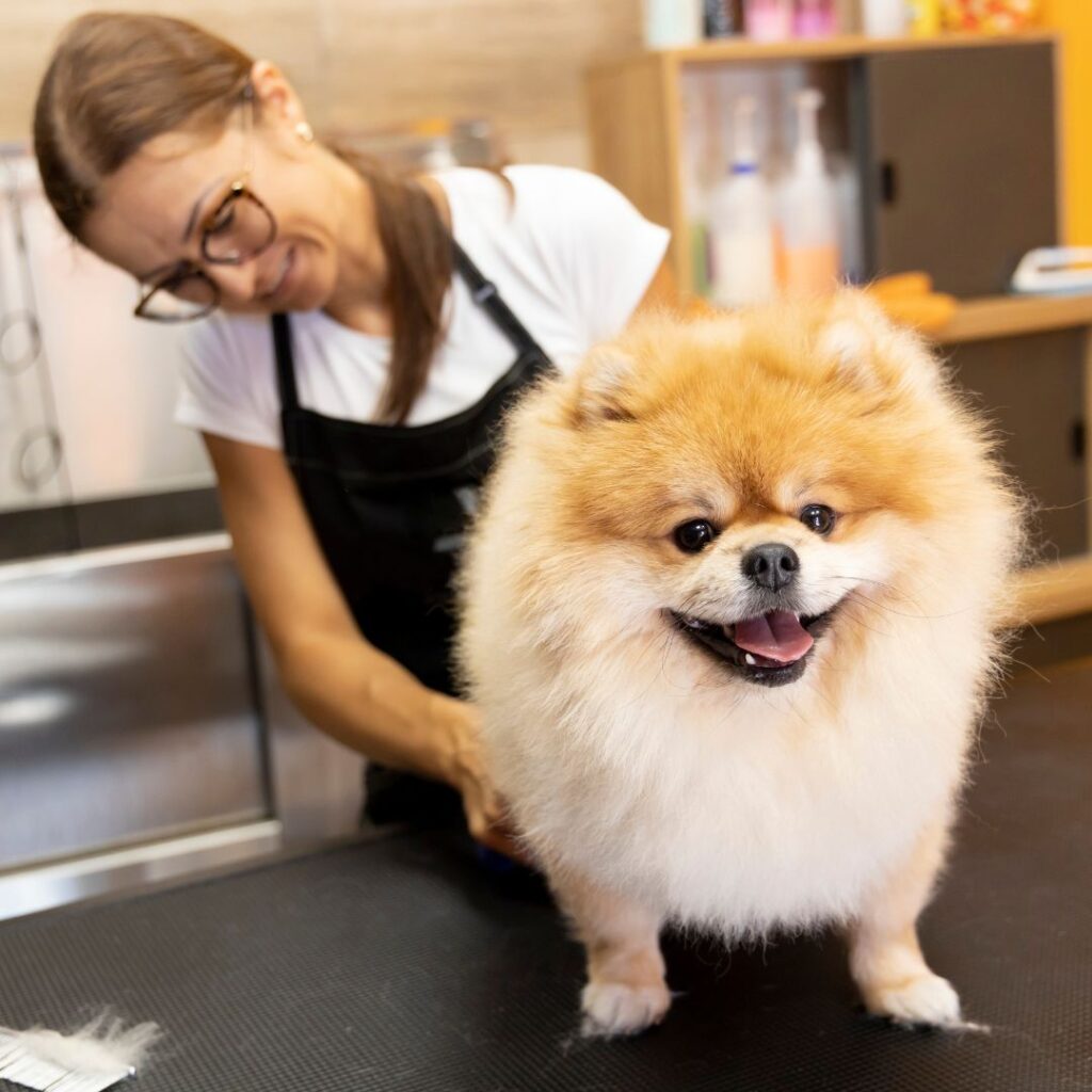 dog groomer with fluffy dog