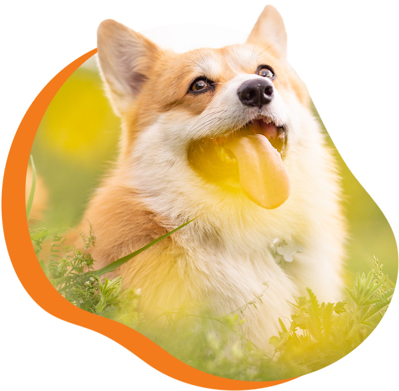 Corgi with a happy expression lying in the grass