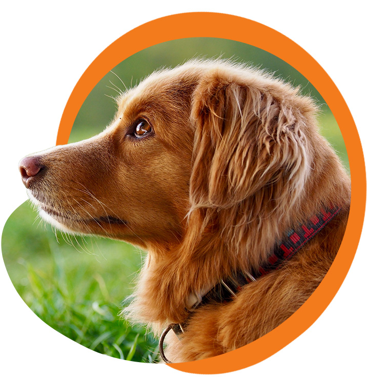 Profile view of small reddish brown dog