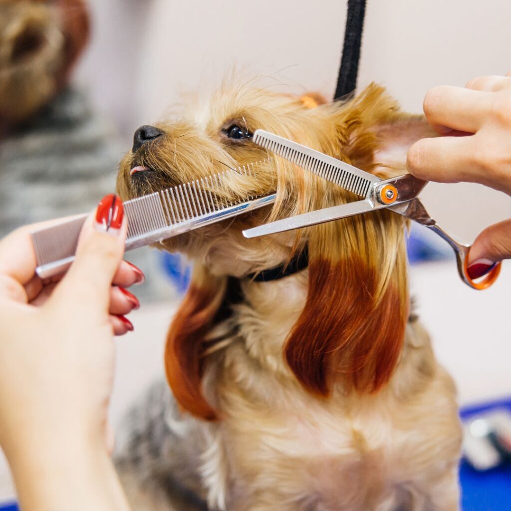 dog getting hair trimmed