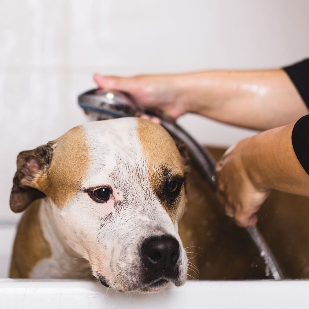 dog getting bath