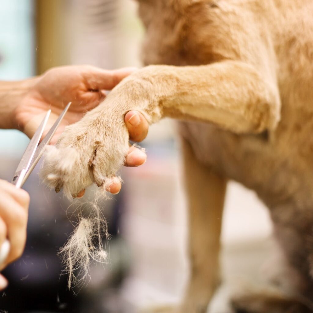 dog getting fur trimmer around claws